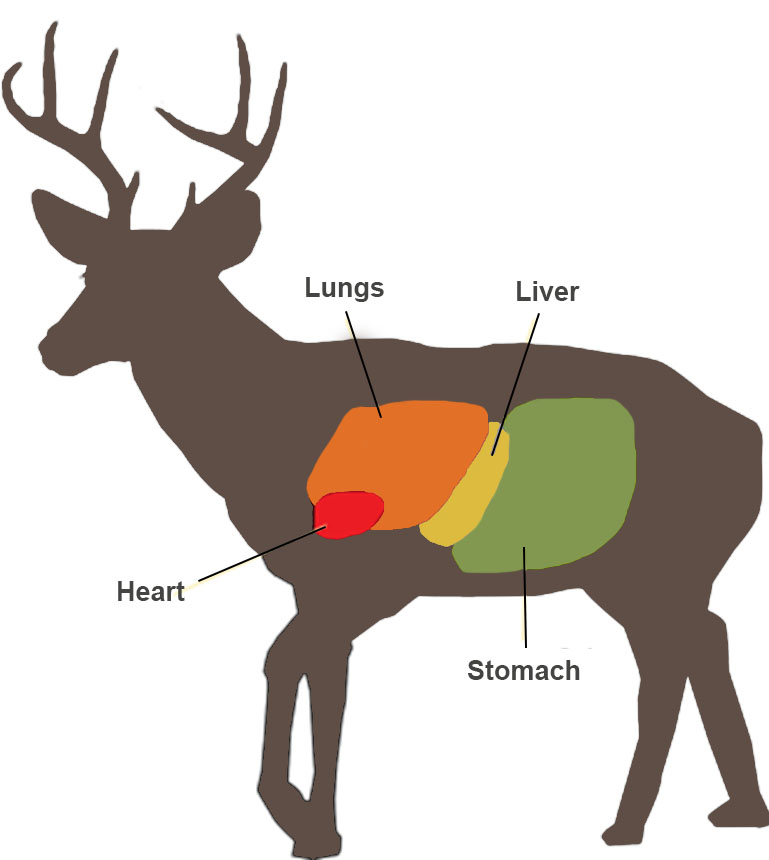 diagram of anatomy of a deer
