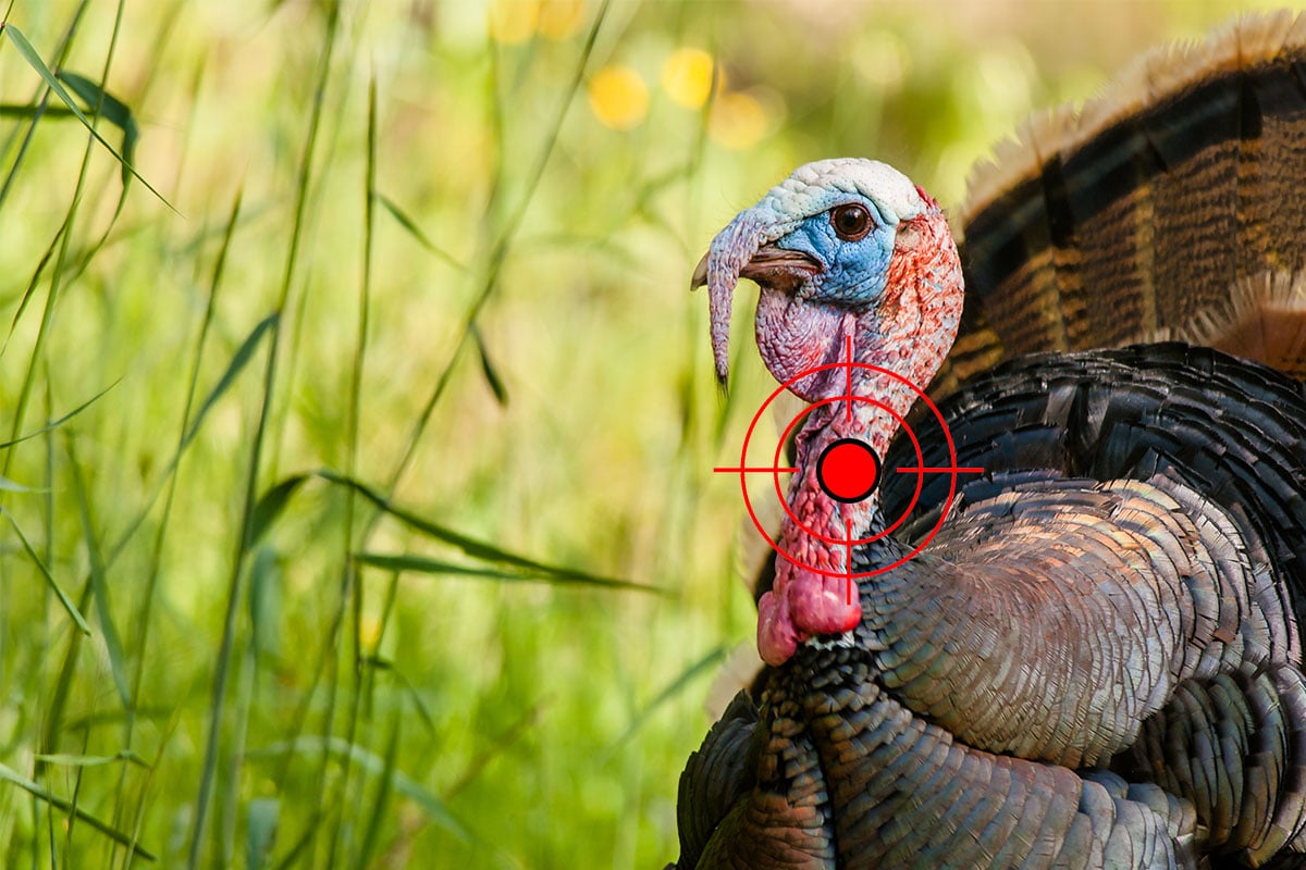 Neck target shown with crosshairs on wild turkey